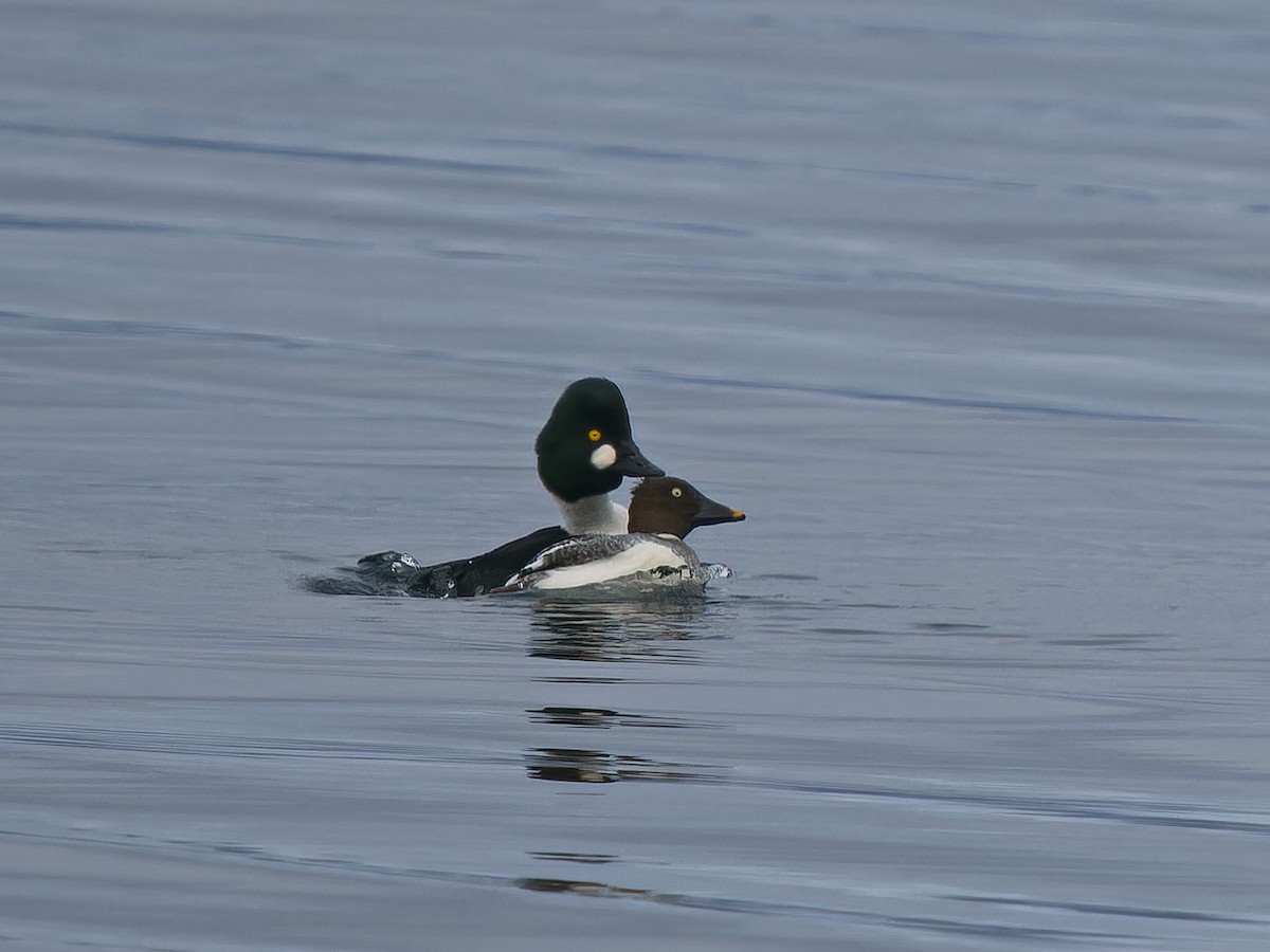 Common Goldeneye - ML646662932