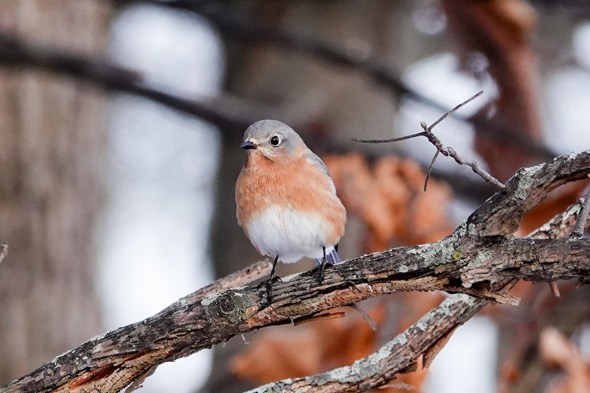 Eastern Bluebird - ML646662933