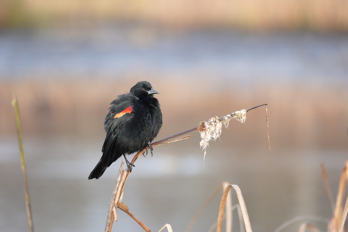 Red-winged Blackbird - ML646662934
