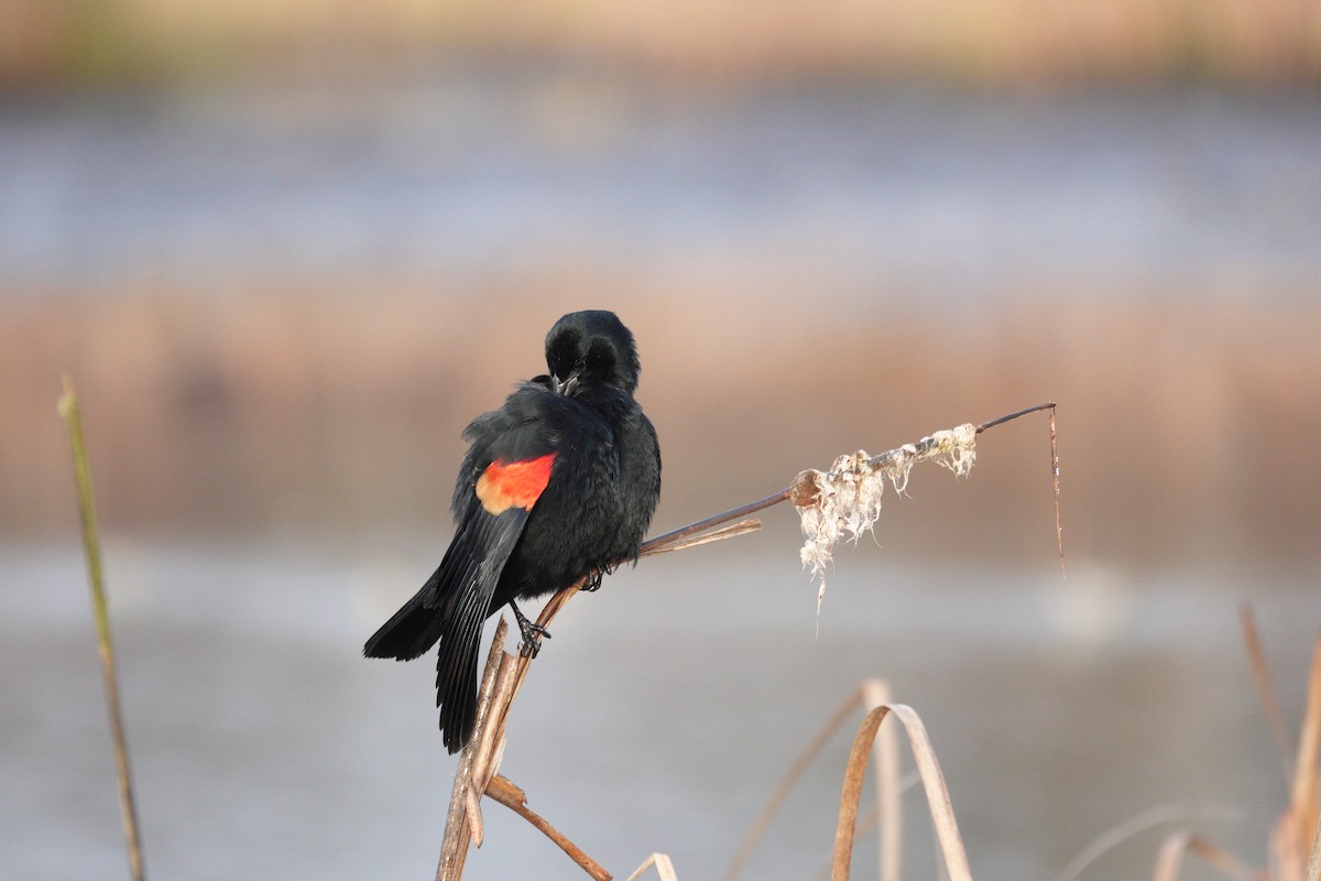 Red-winged Blackbird - ML646662935