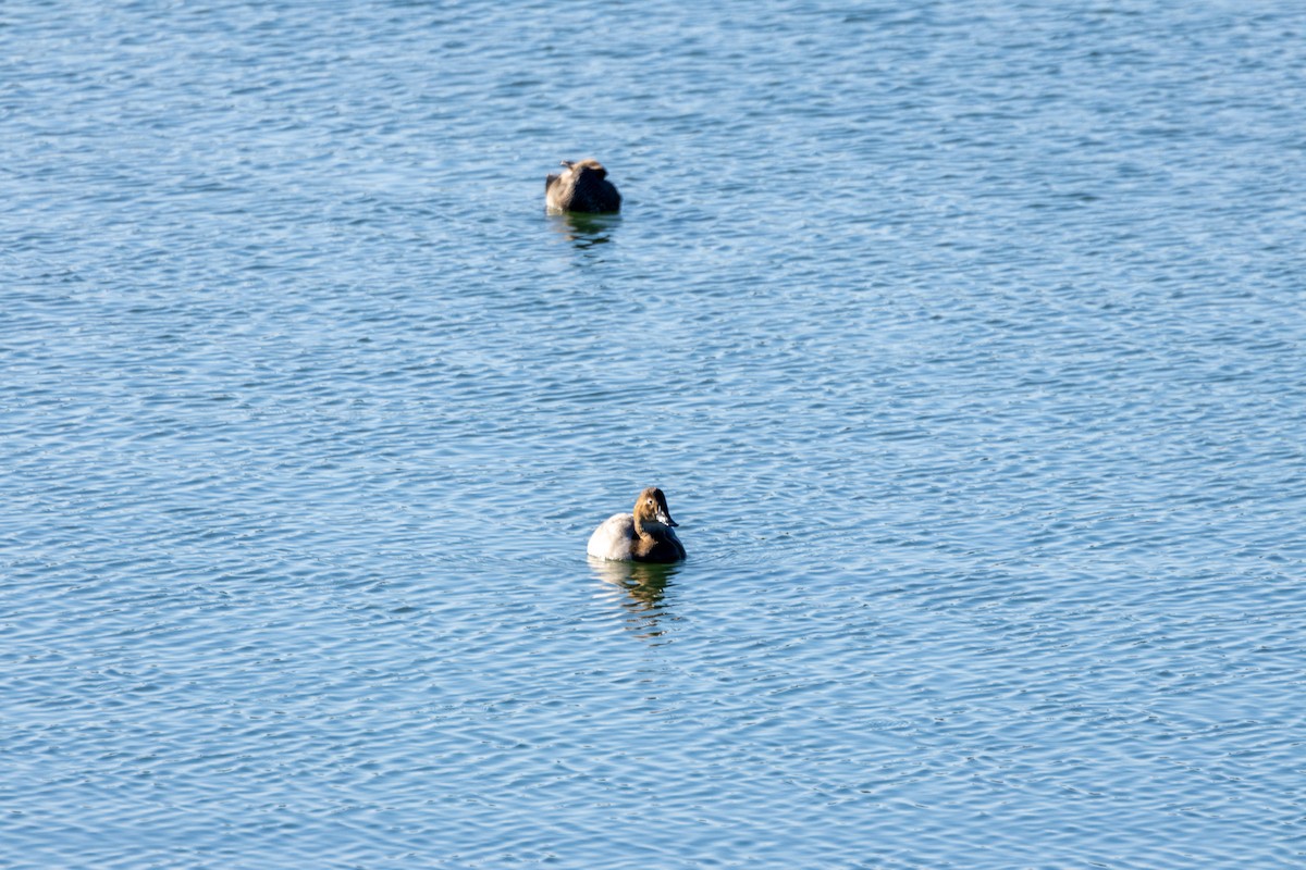 Canvasback - ML646662936