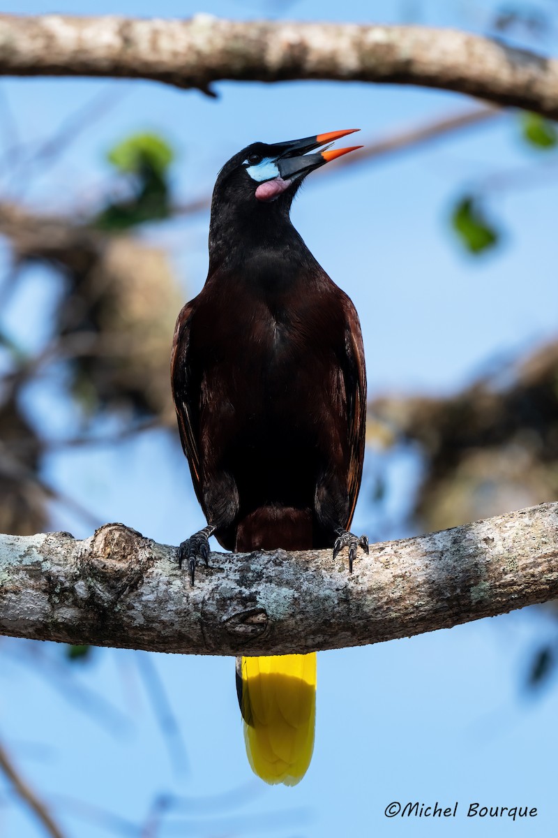 Montezuma Oropendola - ML646662937