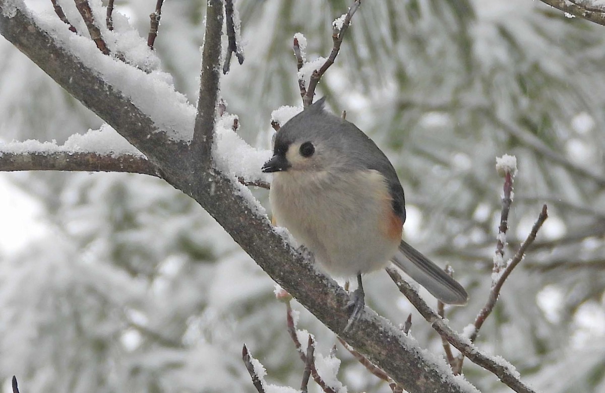 Tufted Titmouse - ML646662938