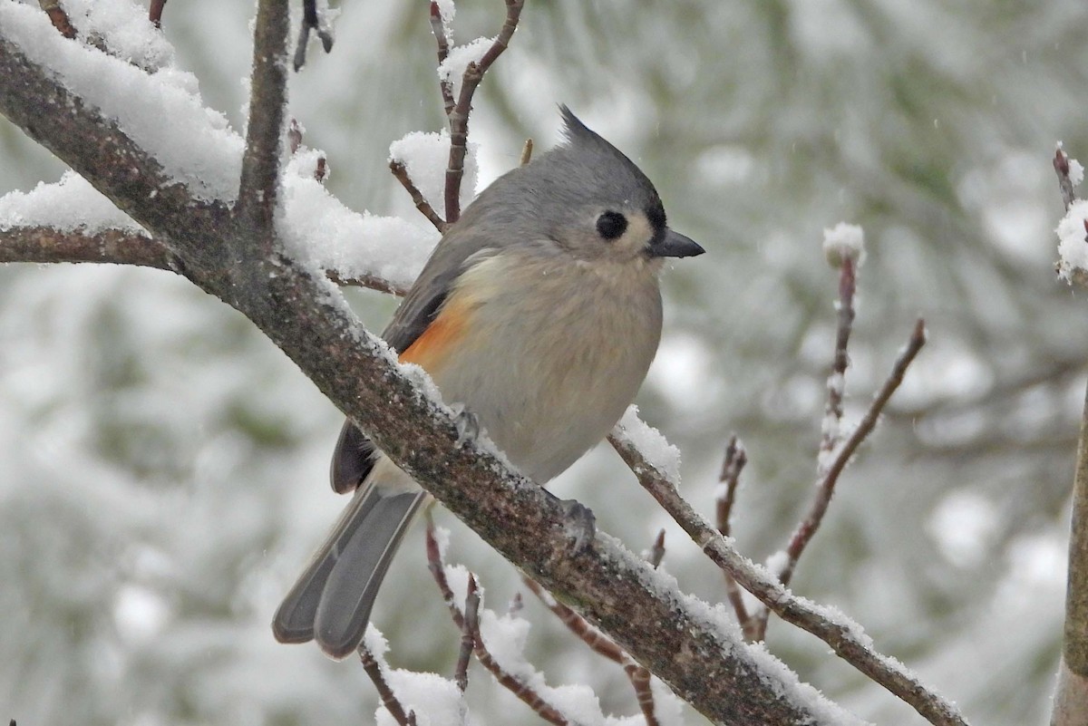 Tufted Titmouse - ML646662941