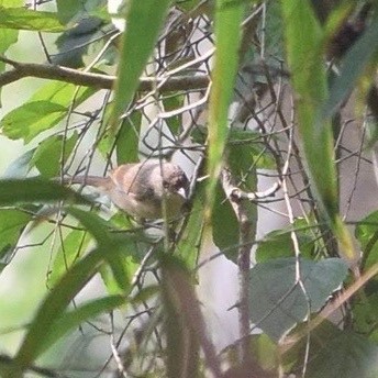 Brown-cheeked Fulvetta - ML646662942