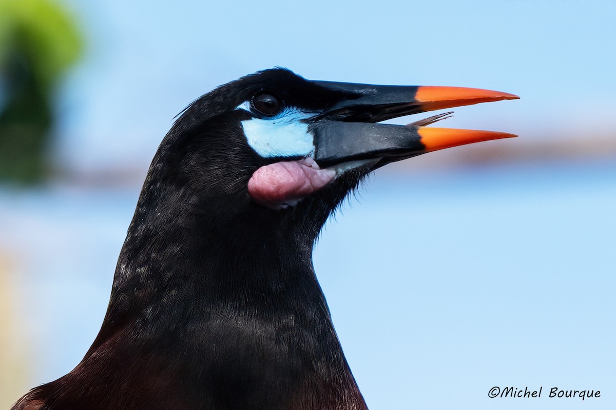 Montezuma Oropendola - ML646662943