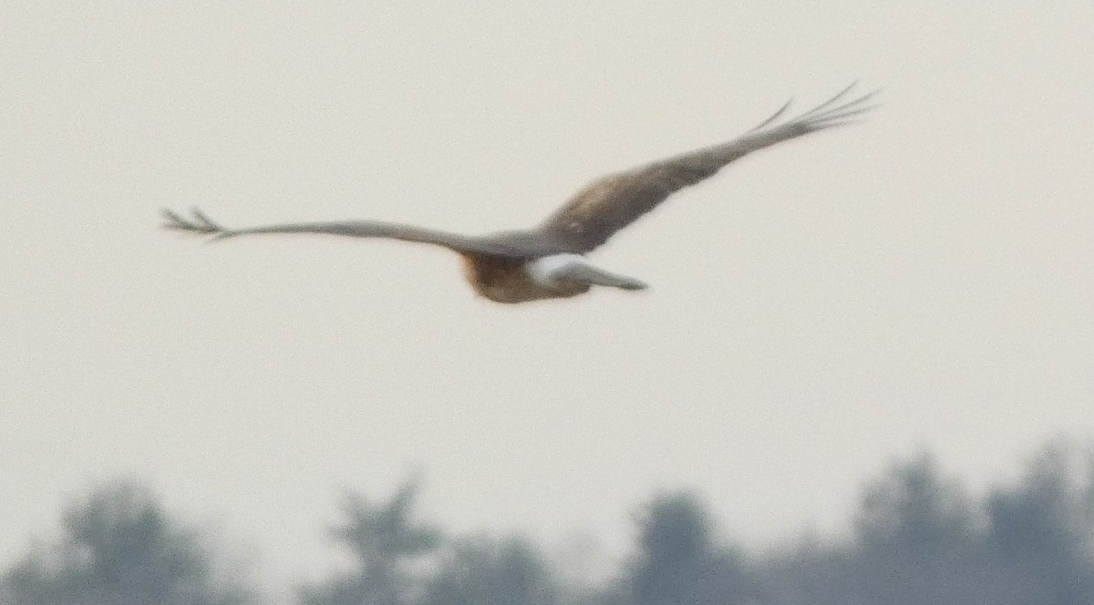 Northern Harrier - ML646662944