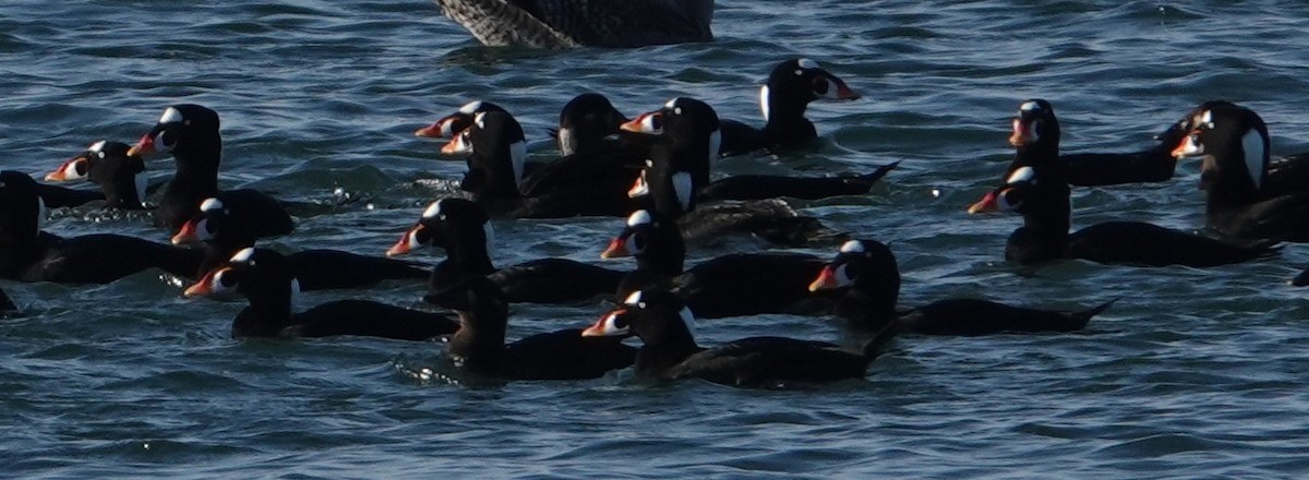 Surf Scoter - ML646662948