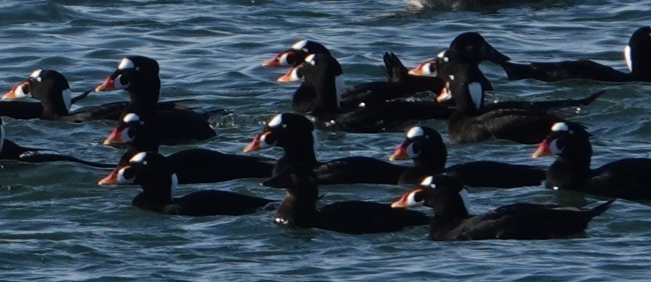 Surf Scoter - ML646662949