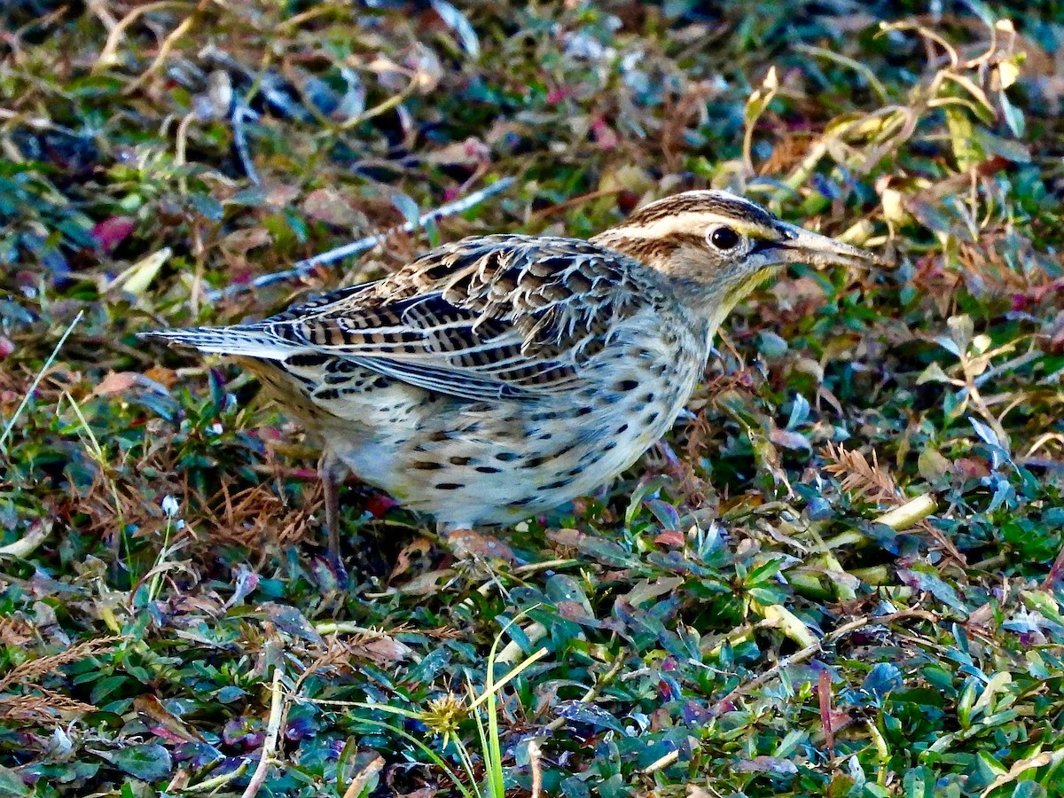 Western Meadowlark - ML646662950