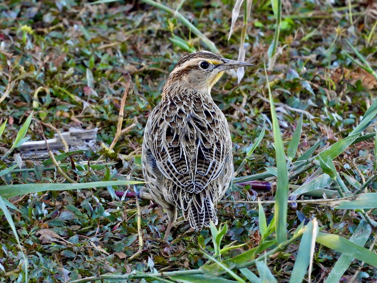 Western Meadowlark - ML646662951