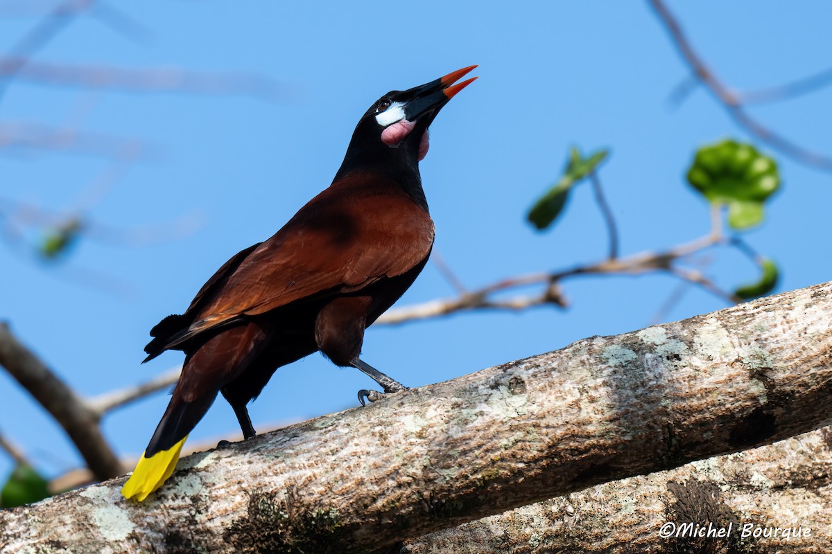 Montezuma Oropendola - ML646662952