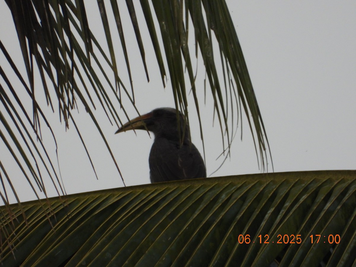 Токо малабарський - ML646662955