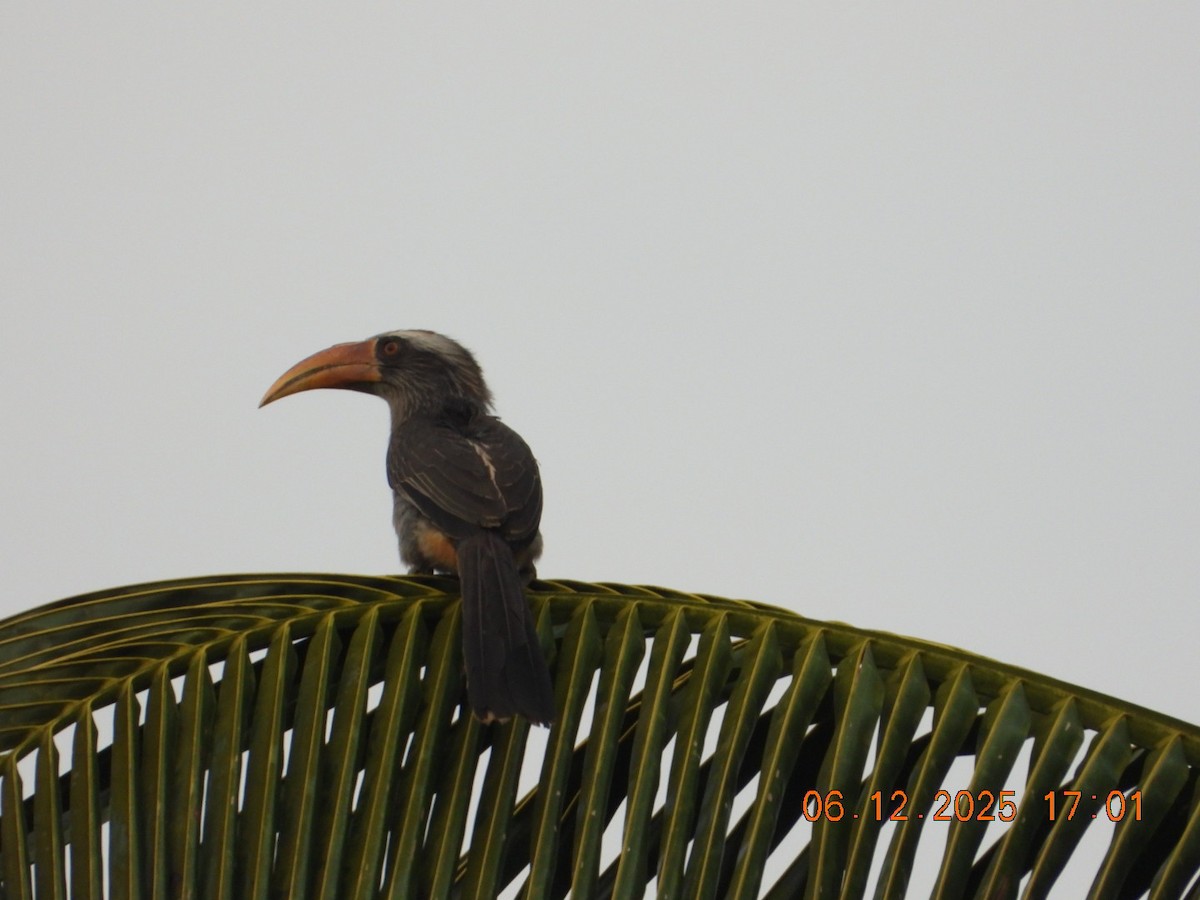 Токо малабарський - ML646662956