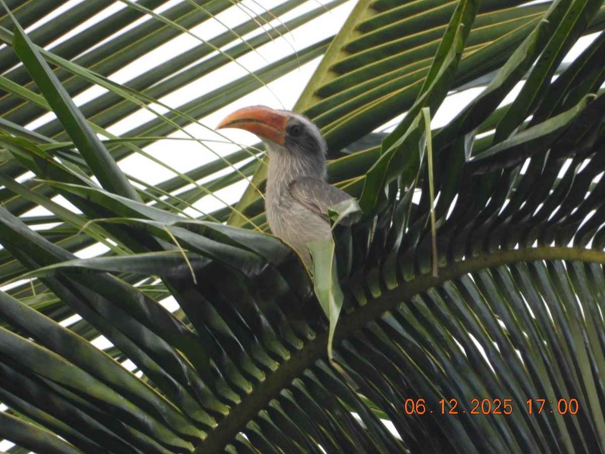 Токо малабарський - ML646662957