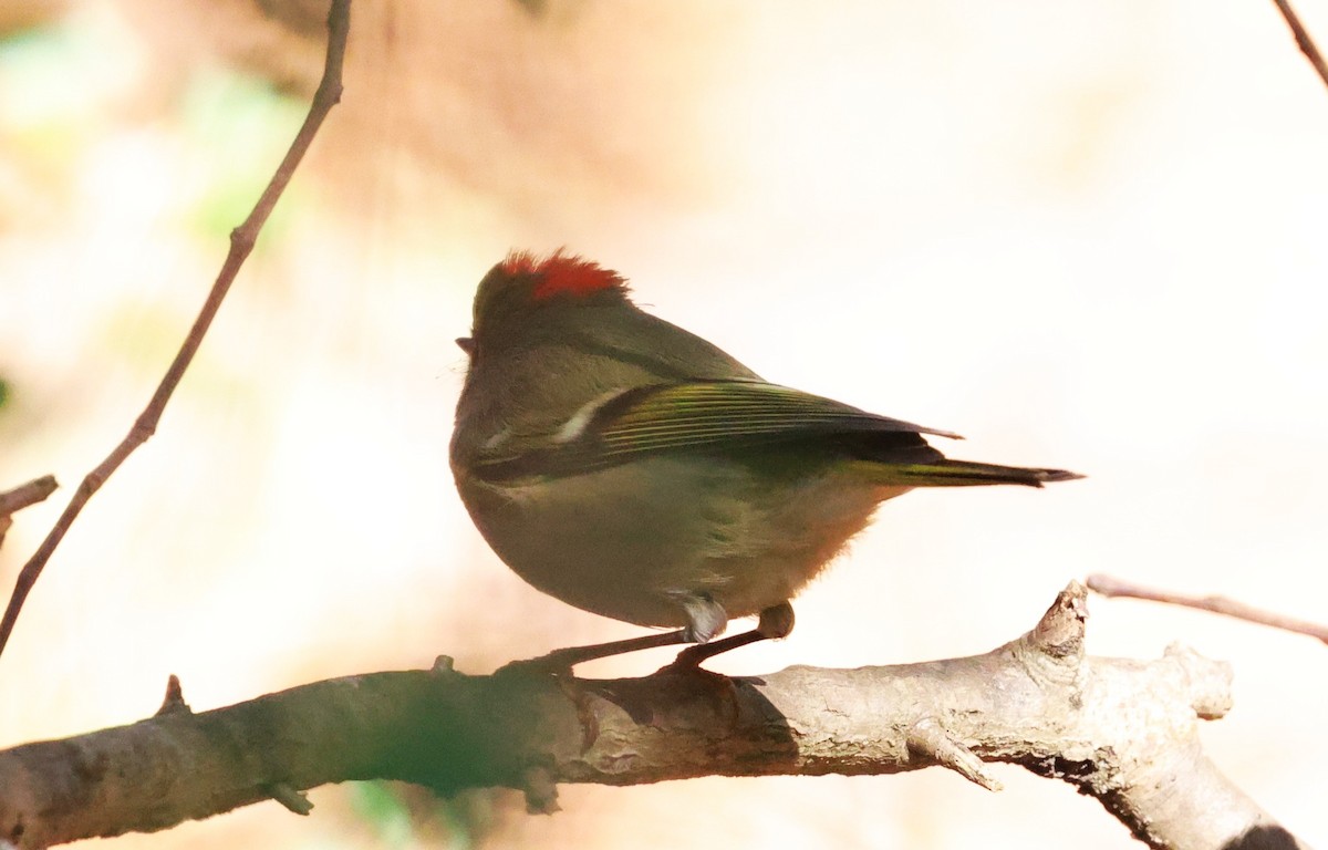 Ruby-crowned Kinglet - ML646662958