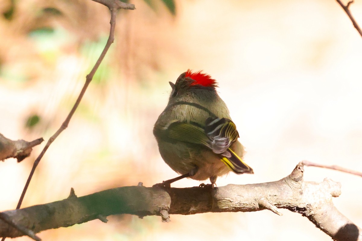 Ruby-crowned Kinglet - ML646662959