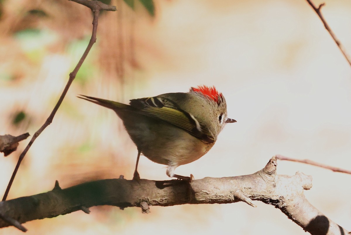 Ruby-crowned Kinglet - ML646662960