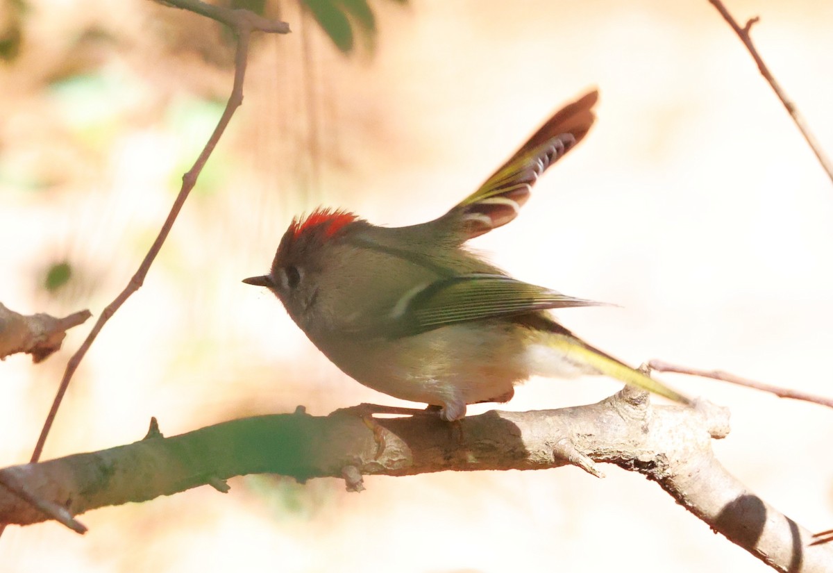 Ruby-crowned Kinglet - ML646662961