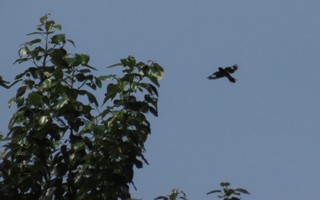 passerine sp. - ML646662962