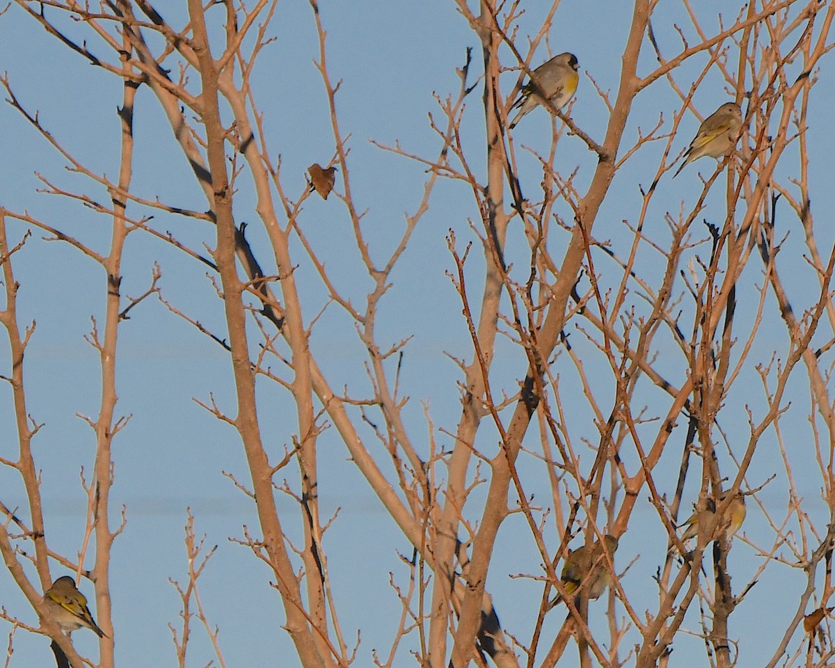 Lawrence's Goldfinch - ML646662963