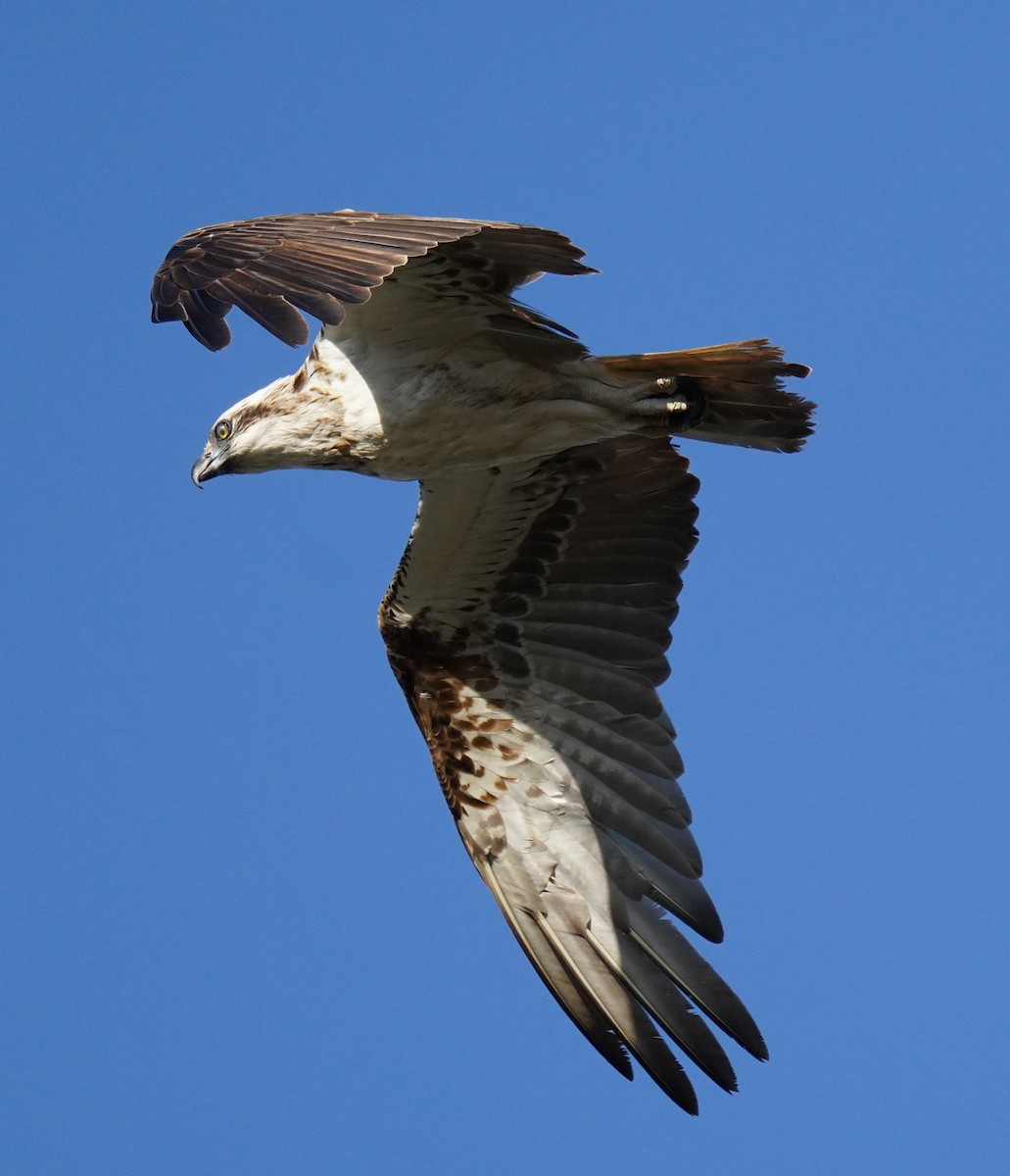 Osprey (Australasian) - ML646662964