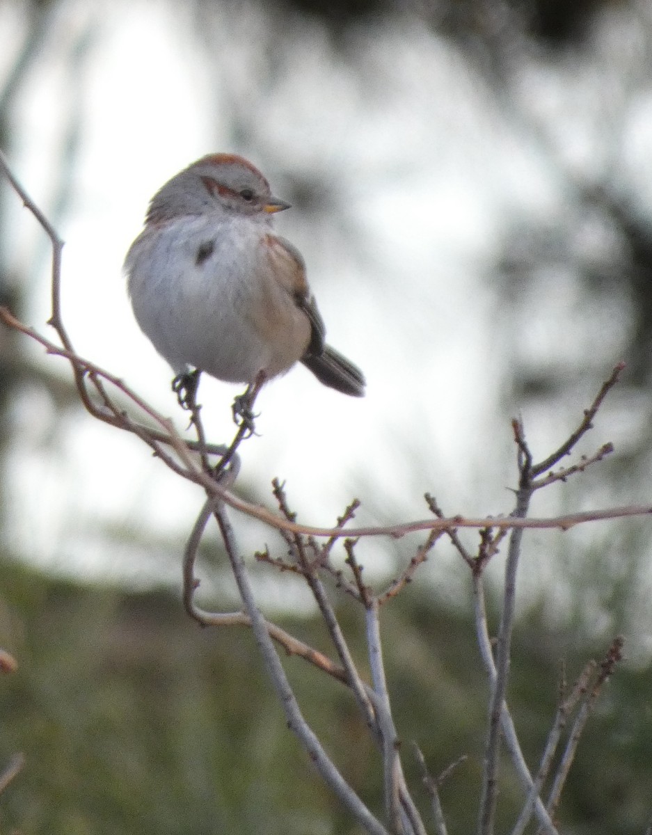 American Tree Sparrow - ML646662965