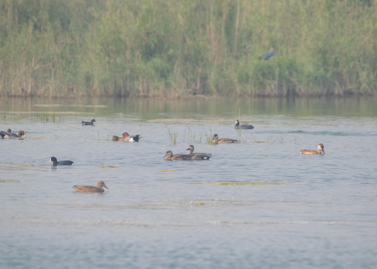 Gadwall - ML646662966