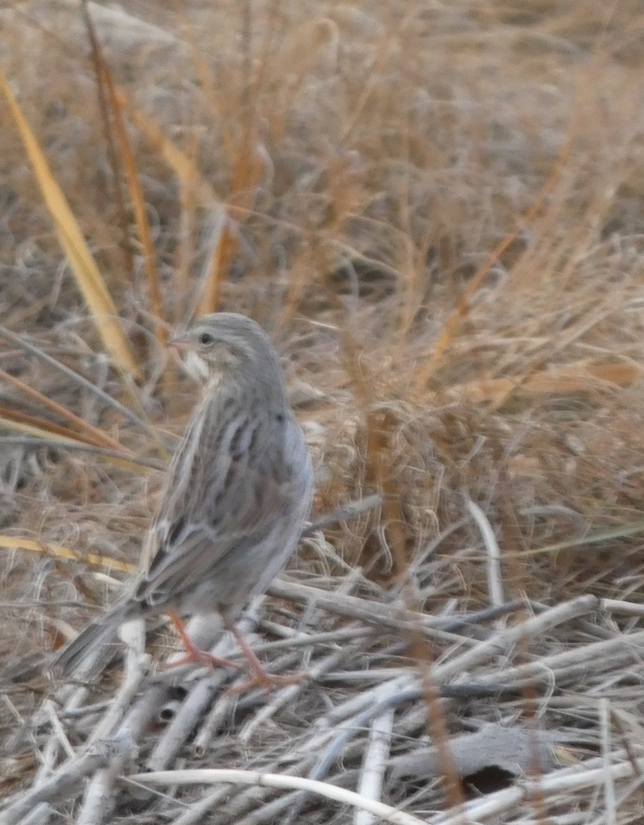 Savannah Sparrow (Ipswich) - ML646662968