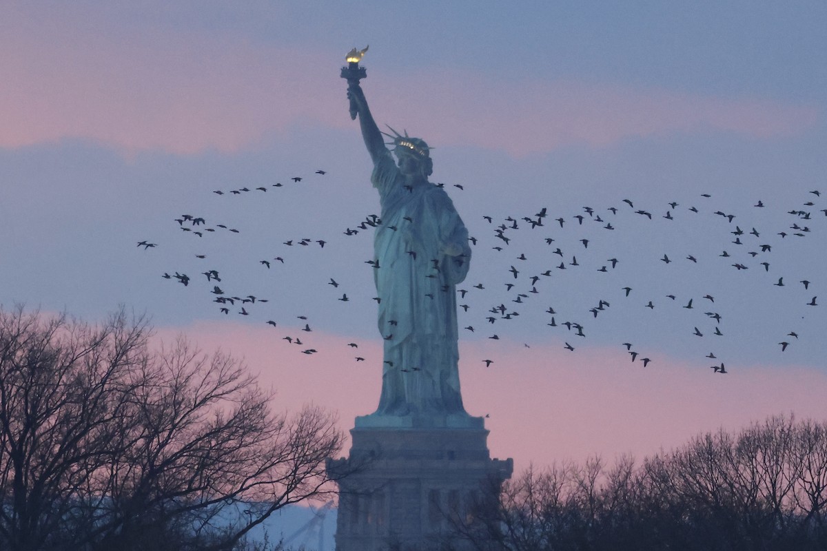 Ringelgans - ML646662969