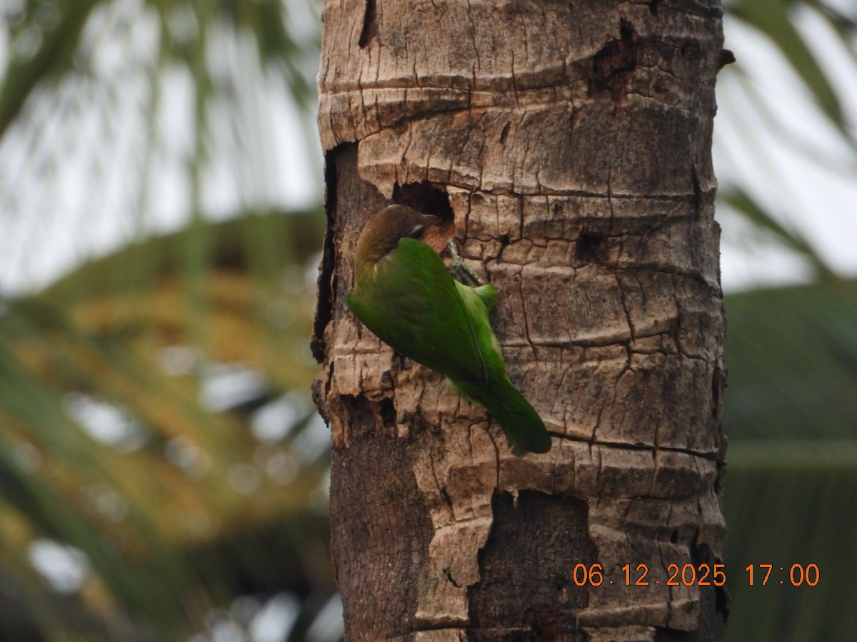 Бородастик білощокий - ML646662970