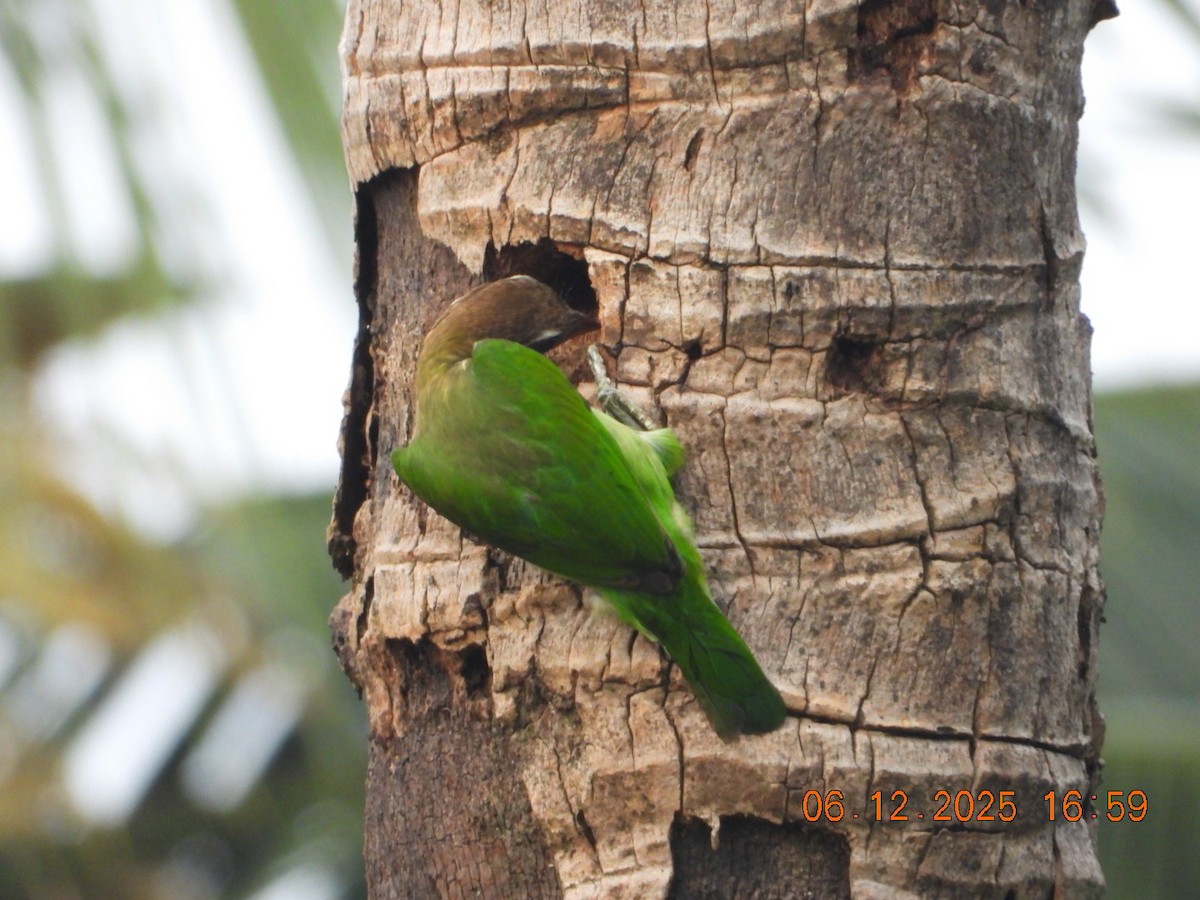 Бородастик білощокий - ML646662971