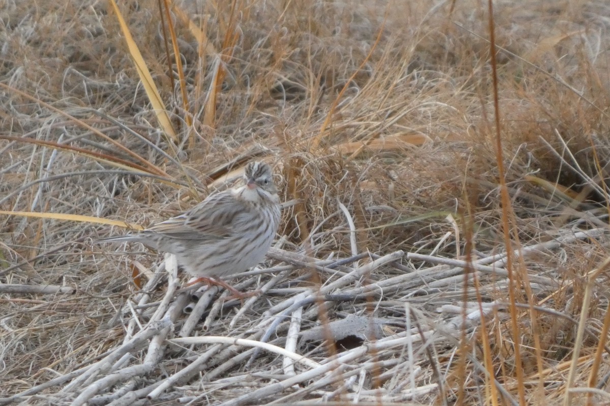 Savannah Sparrow (Ipswich) - ML646662972