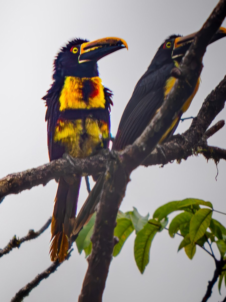 Pale-mandibled Aracari (Stripe-billed) - ML646662973
