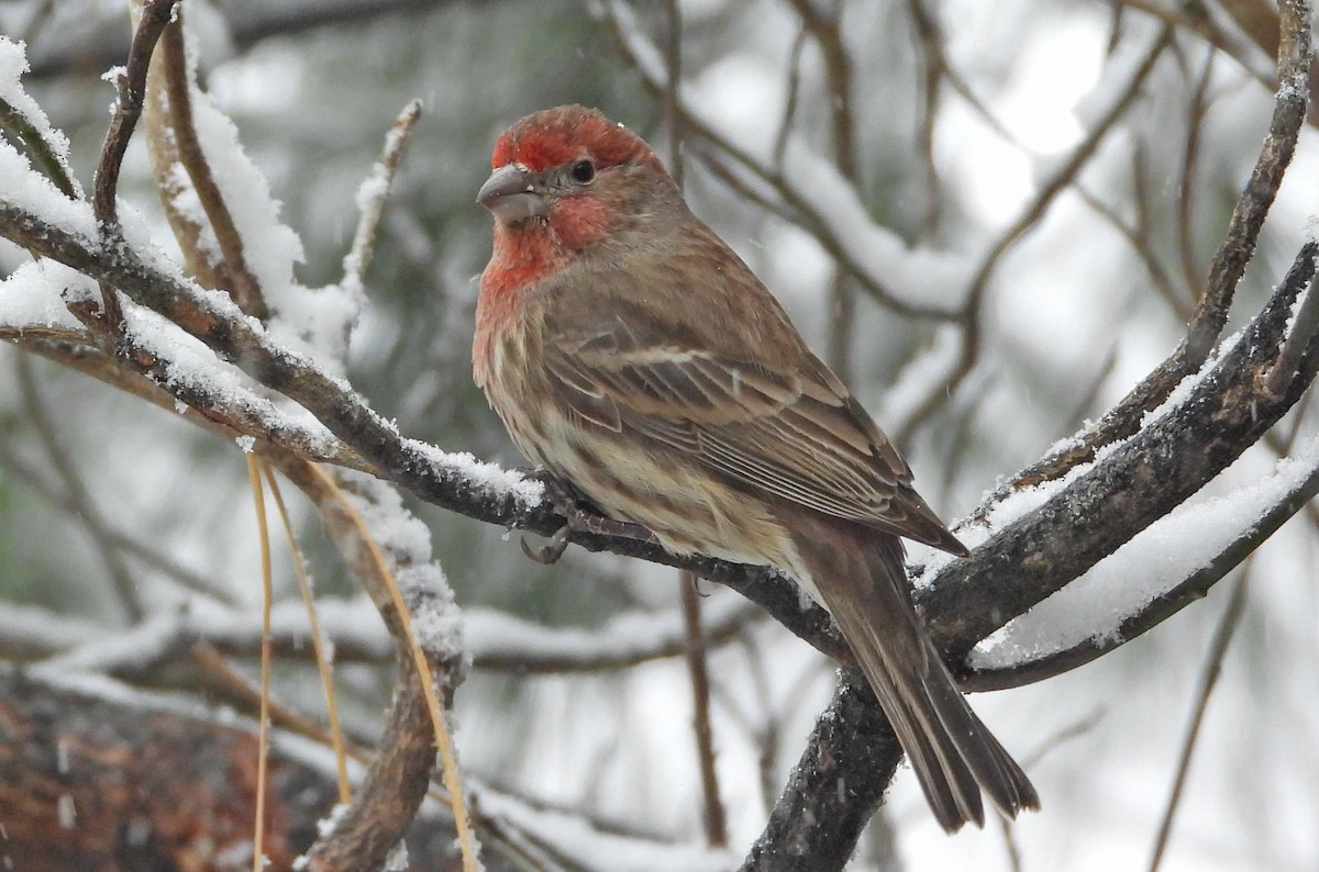 House Finch - ML646662976