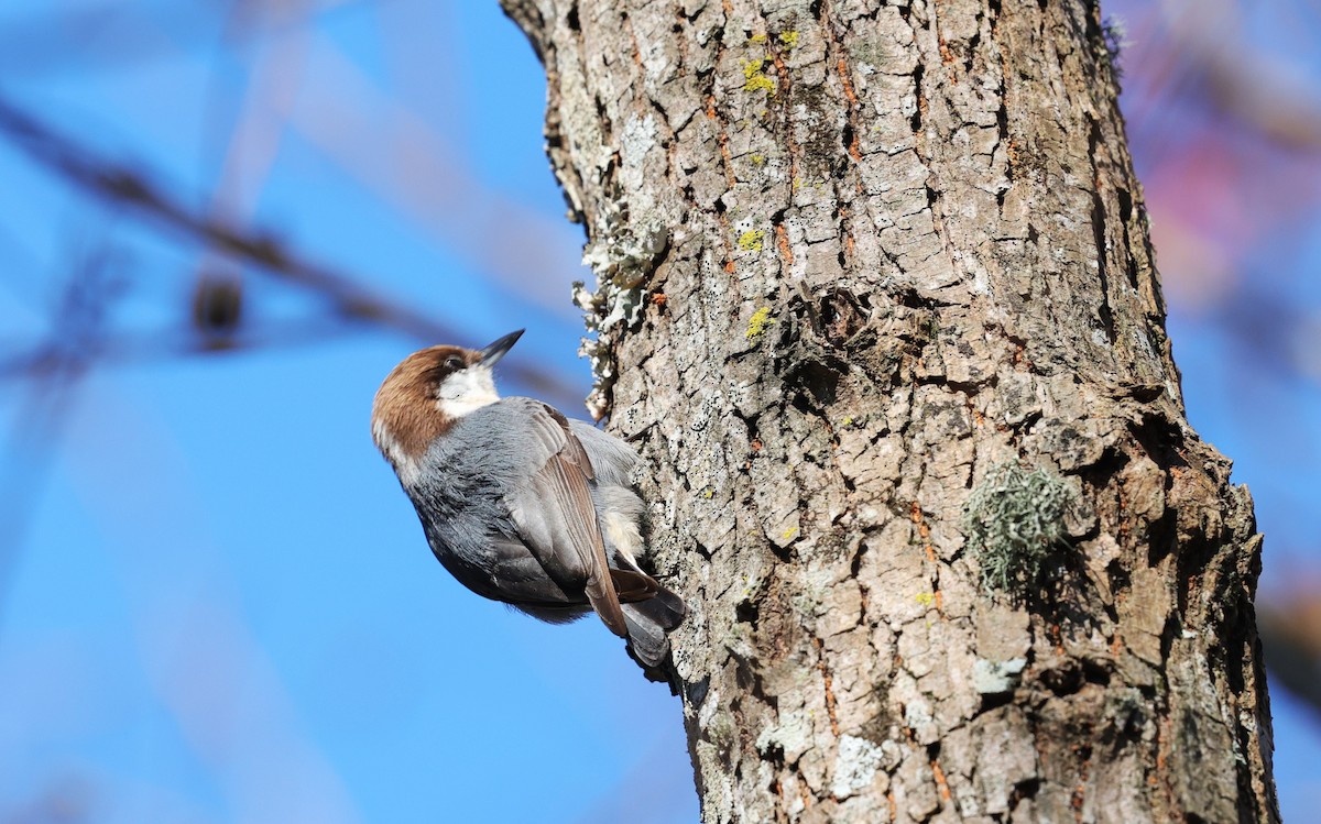 Brown-headed Nuthatch - ML646662977