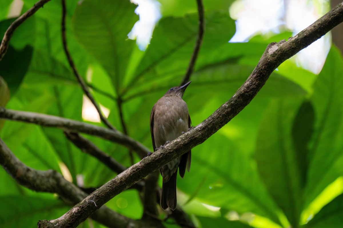 Дрізд рудий - ML646662978