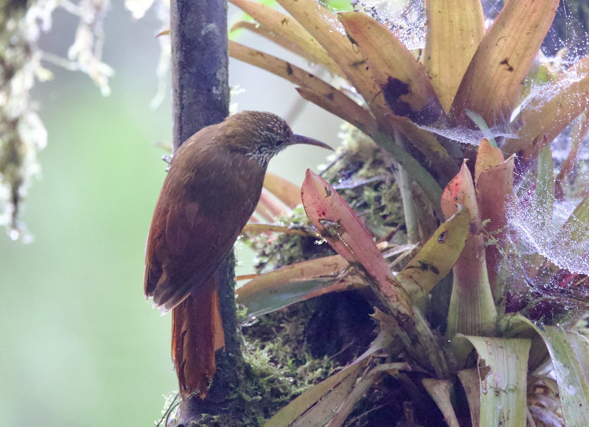 Горный древолаз - ML646662980