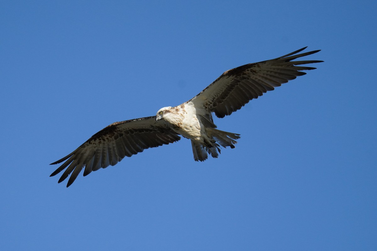 Osprey (Australasian) - ML646662981