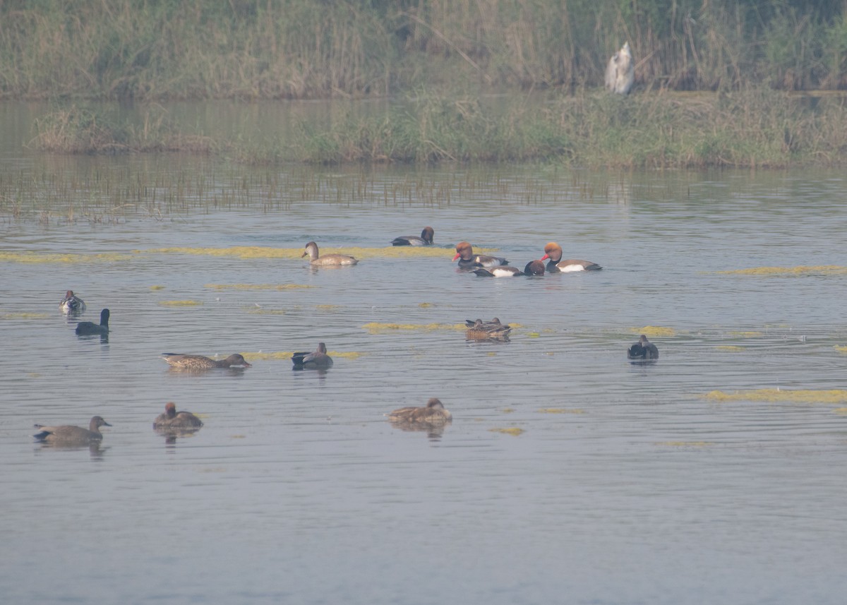 Red-crested Pochard - ML646662982