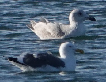 Western Gull - ML646662986