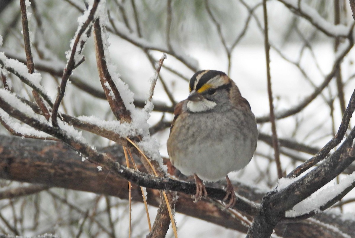 White-throated Sparrow - ML646662989