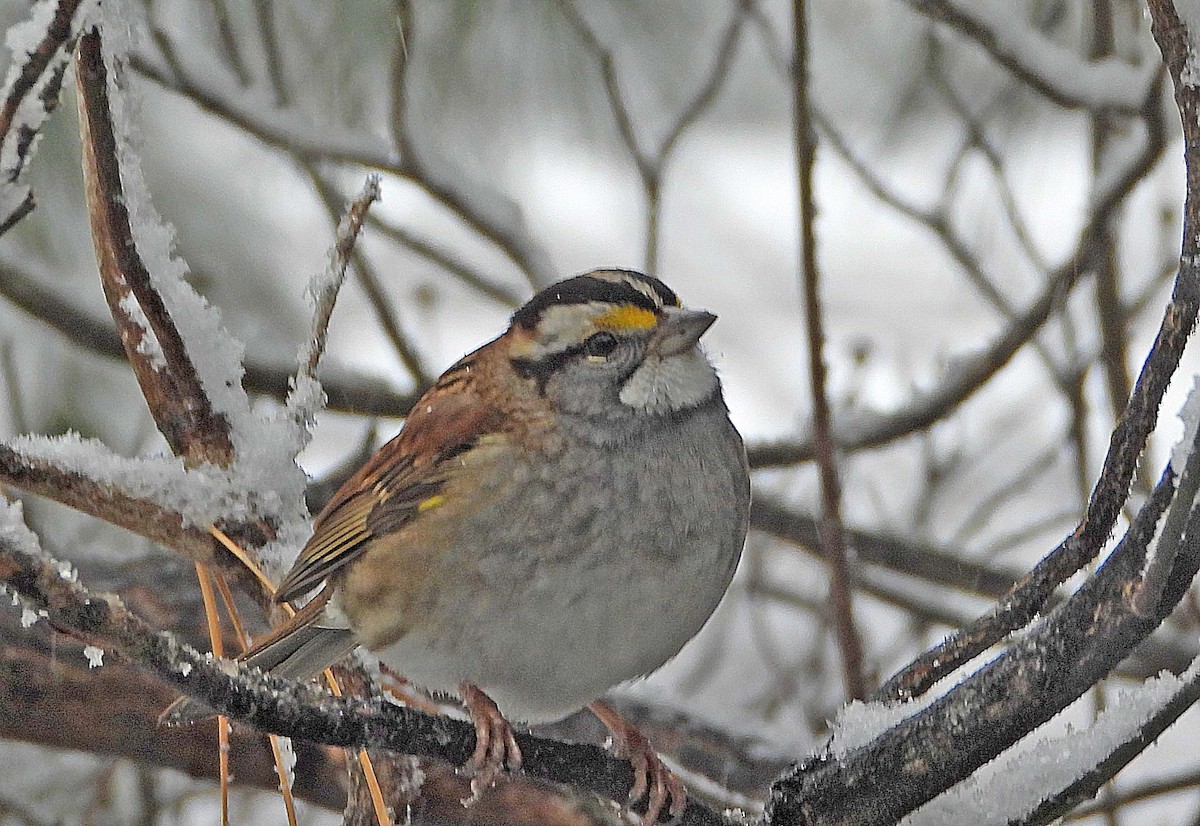 White-throated Sparrow - ML646662990