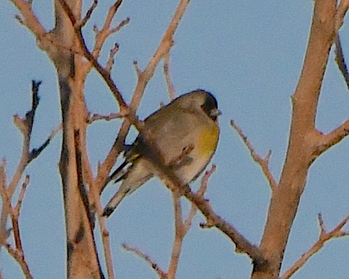 Lawrence's Goldfinch - ML646662991