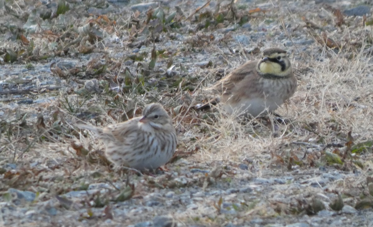 Savannah Sparrow (Ipswich) - ML646662992