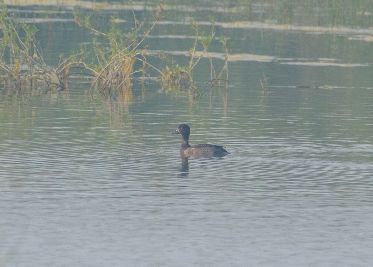 Tufted Duck - ML646662993