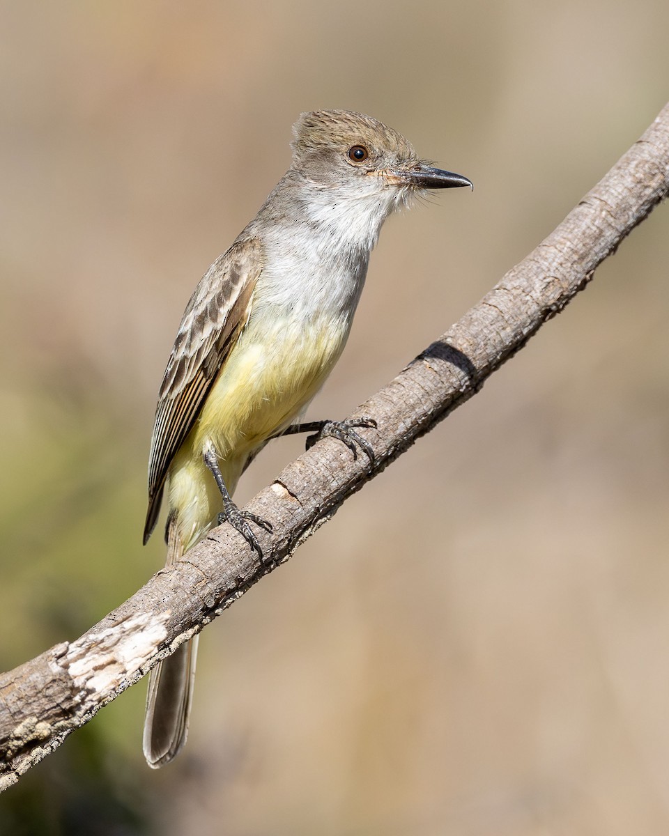 ハシグロオオヒタキモドキ - ML646662997