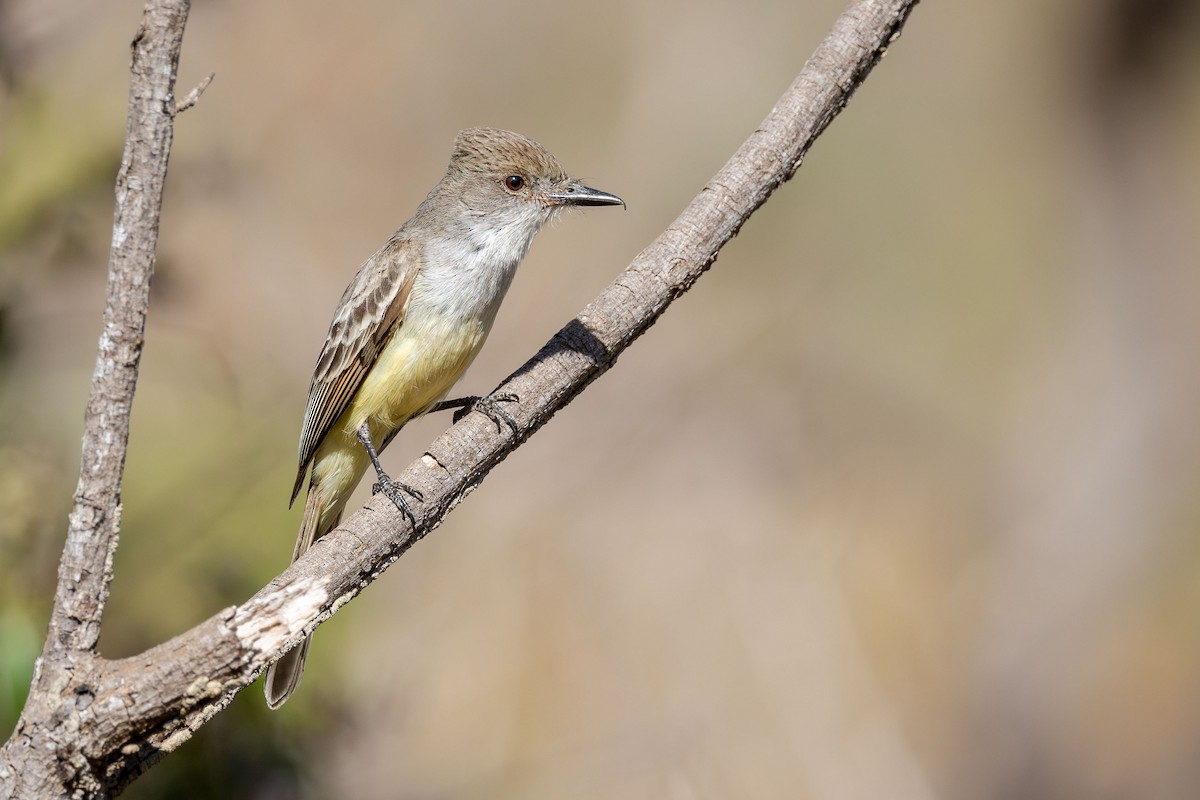 ハシグロオオヒタキモドキ - ML646662998