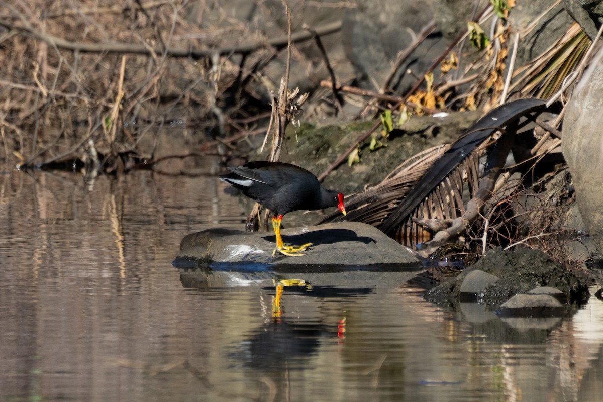 Amerika Sutavuğu - ML646662999