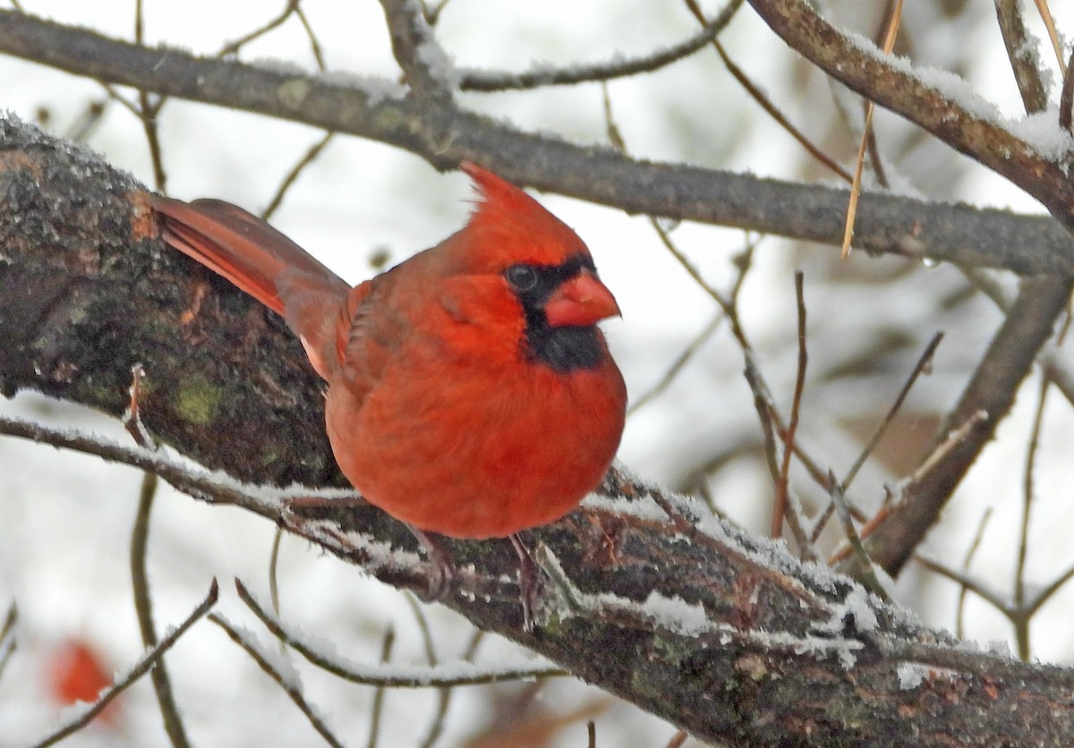 Northern Cardinal - ML646663000
